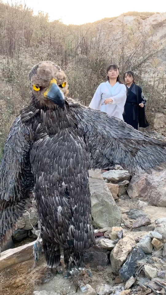 大雕的梦想最新版，翱翔天际的无限追求之旅