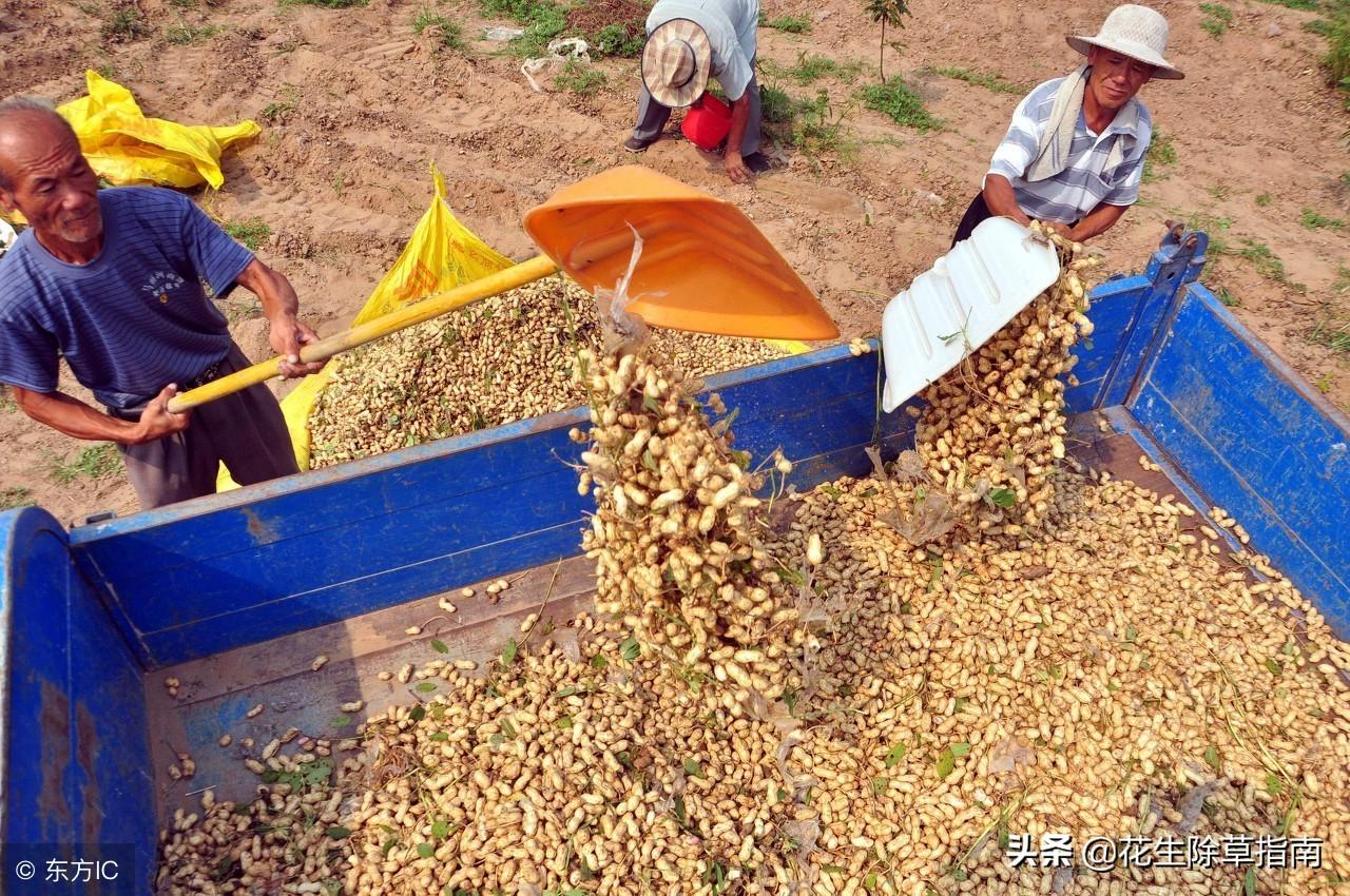 河南花生最新收购价格概览，市场行情分析与趋势预测